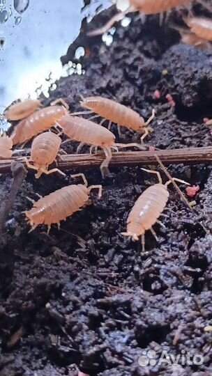 Тропические мокрицы