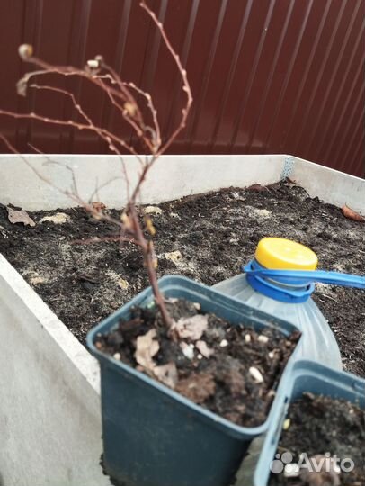 Многолетники