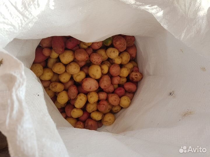 Товары для животных