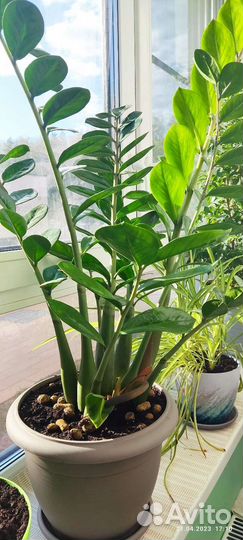 Комнатное Растение для дома, Замиокулкас