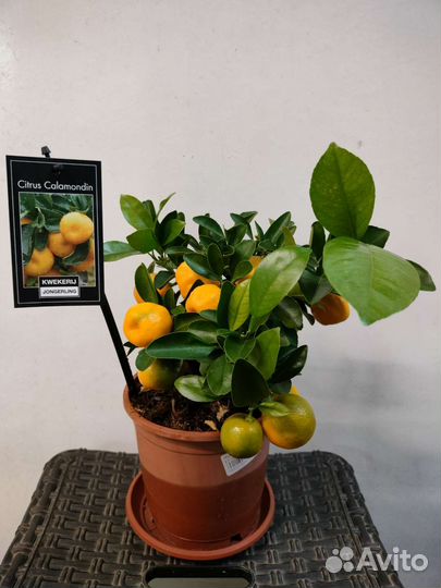 Лимоны (с крупными.), мандарины, фикусы, черенки