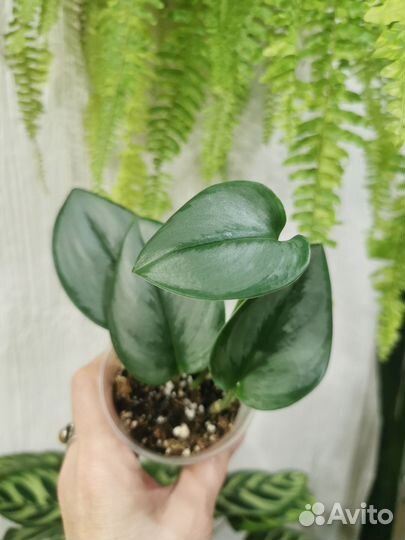 Сциндапсус Мунлайт