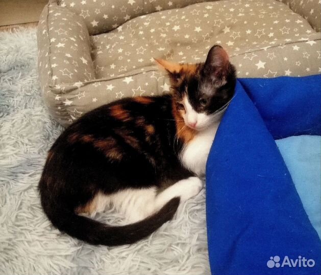 Котенок