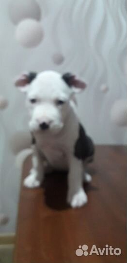 Американский стаффордширский терьер