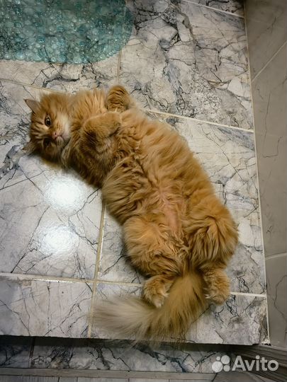 Лучшие в мире кошки
