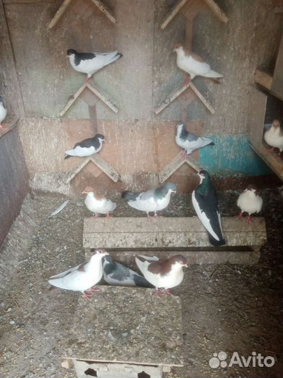 Продажа голубей