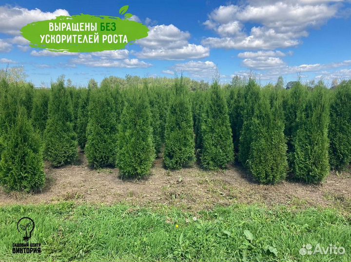 Туя Смарагд 180-200 см для ландшафтного дизайна