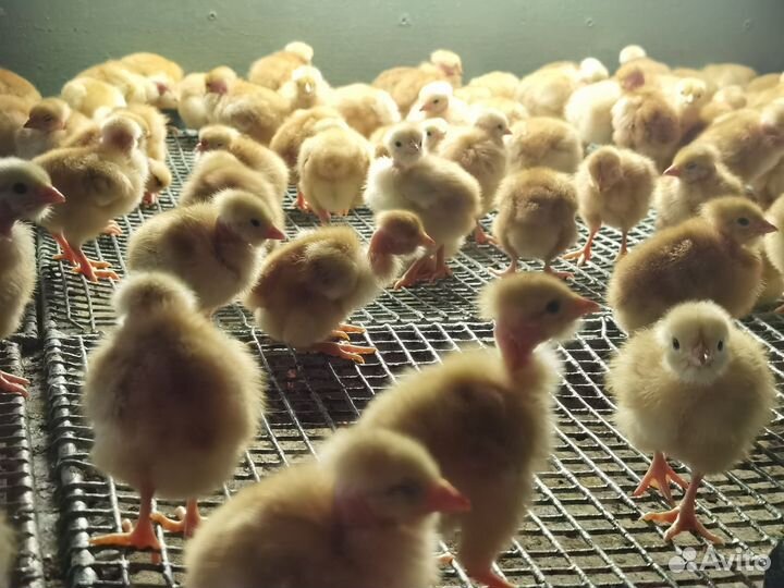 Цыплята цветные бройлеры Голошейка подрощенные