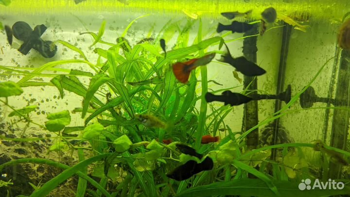 Молинезии, гуппи, креветки