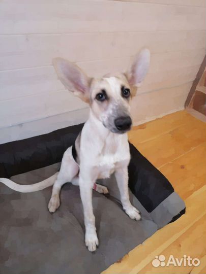 Спасите мальчишку