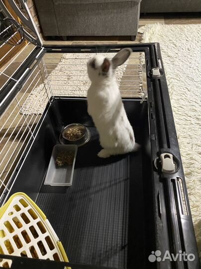 Декоративные кролики мини