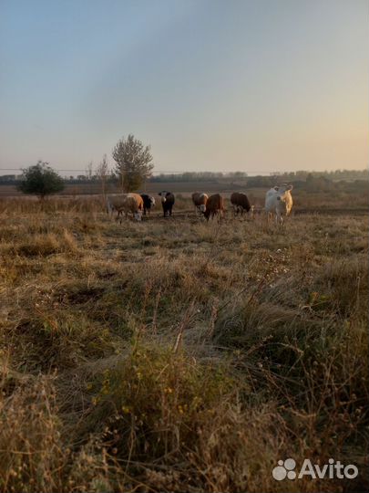 Продам Быков Каров Тёлок
