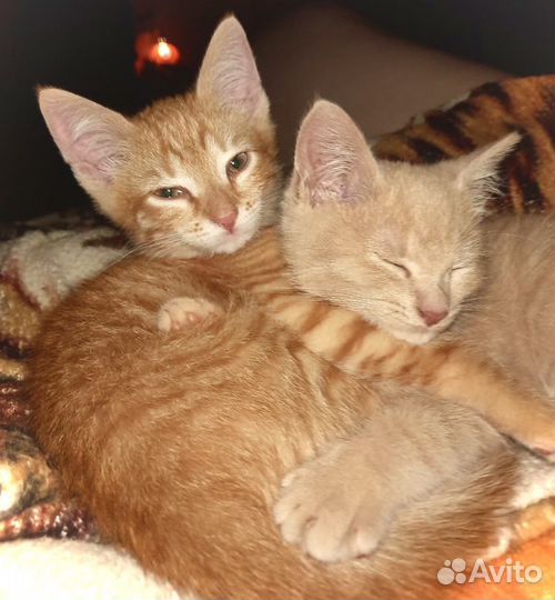 Персиковые котята