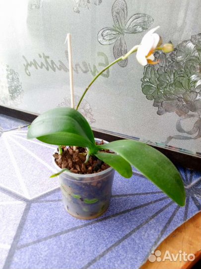 Орхидея фаленопсис SF-12