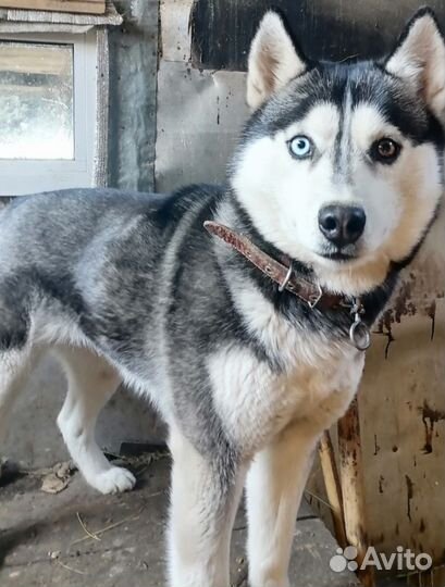 Продам хаски