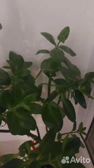 Каланхоэ отростки