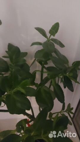 Каланхоэ отростки