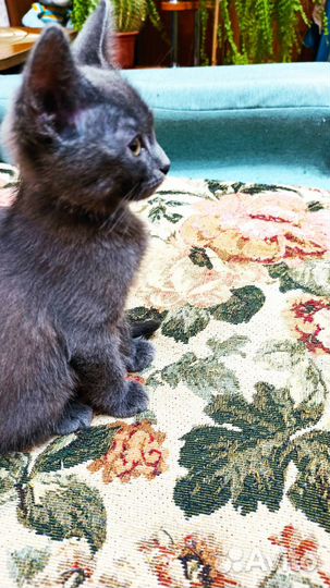 Отдам в добрые руки