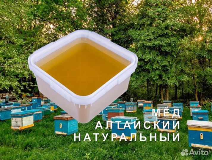 Мед натуральный из Алтая оптом