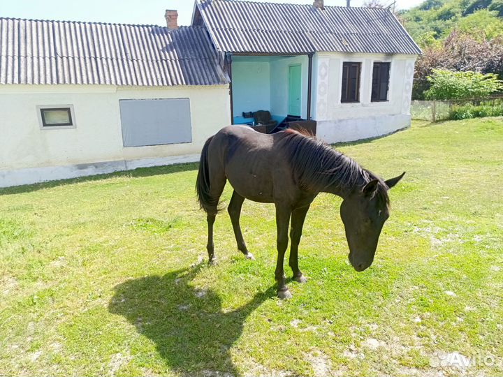 Жеребчик 1 год