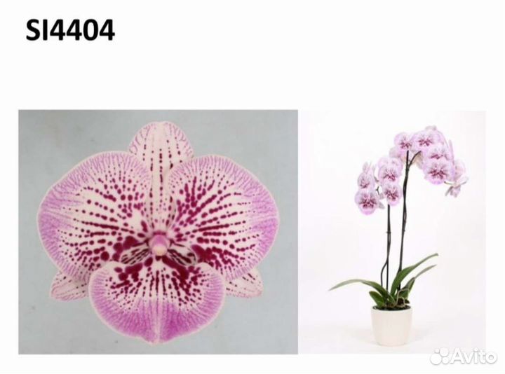 Подростки орхидей фаленопсис