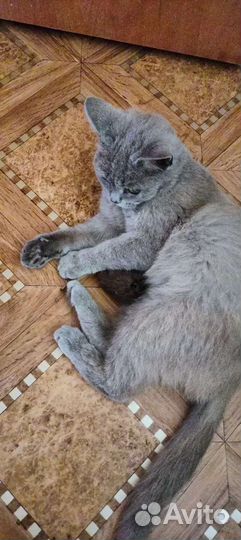 Отдам кошечку