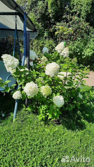 Гортензия метельчатая