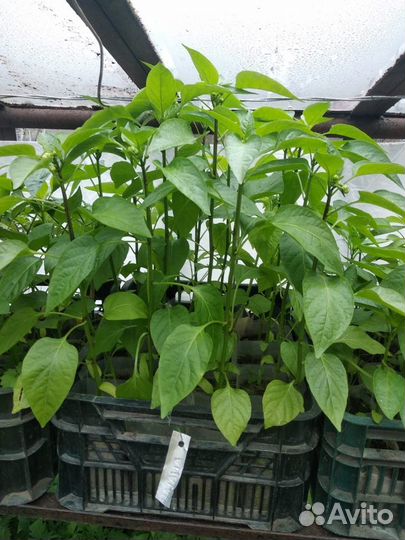 Рассада перца