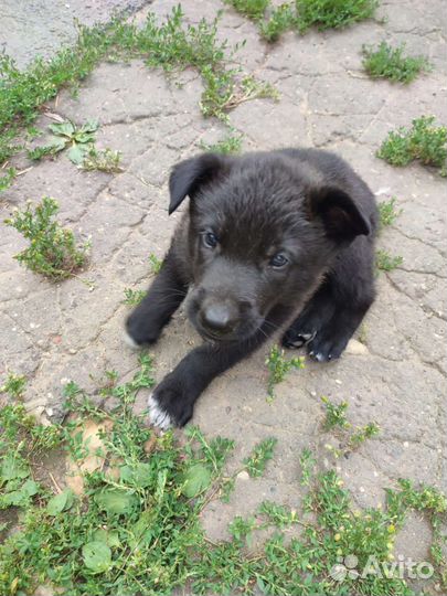 Щенки