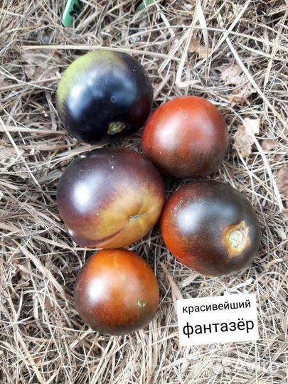 Семена сортовых томатов с антоцианом