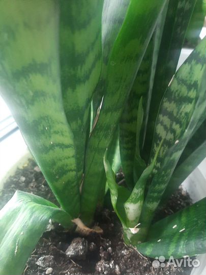 Сансевиерия