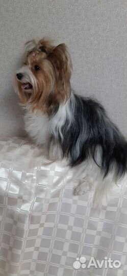 Щенки бивер йорка