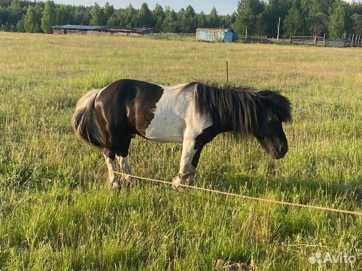 Продажа лошадей