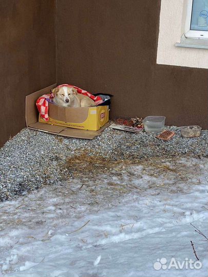 Собака в добрые руки