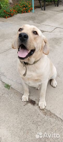 Лабрадор вязка