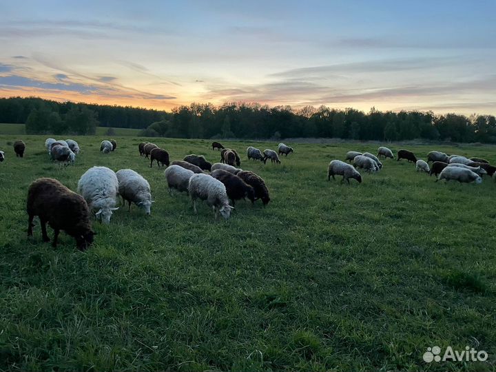 Овцы и Бараны