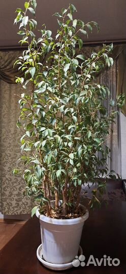 Цветок в горшке