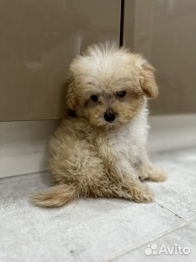 Мальтипу микро