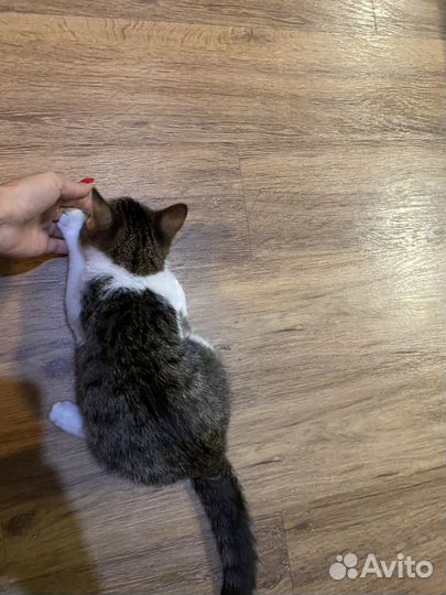 Отдам в добрые руки котят