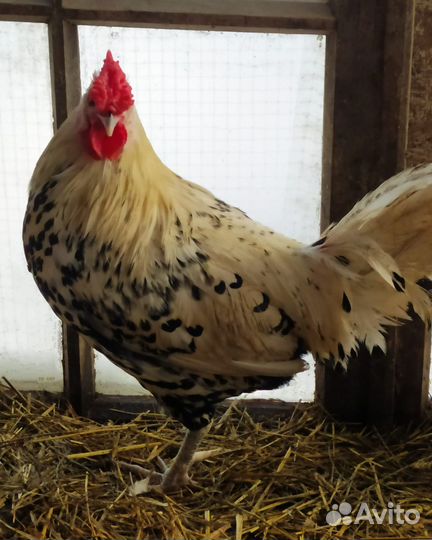 Семья, Курочка Сибрайт,петух декорат