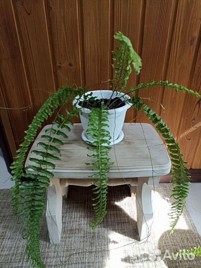 Нефролеписы