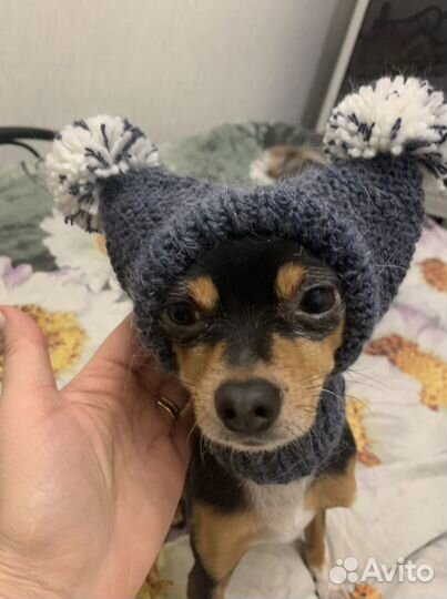 Шапочки для собак