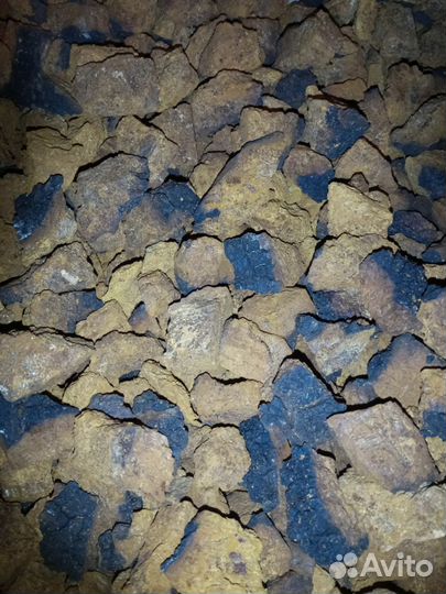 Чага березовая от сборщика