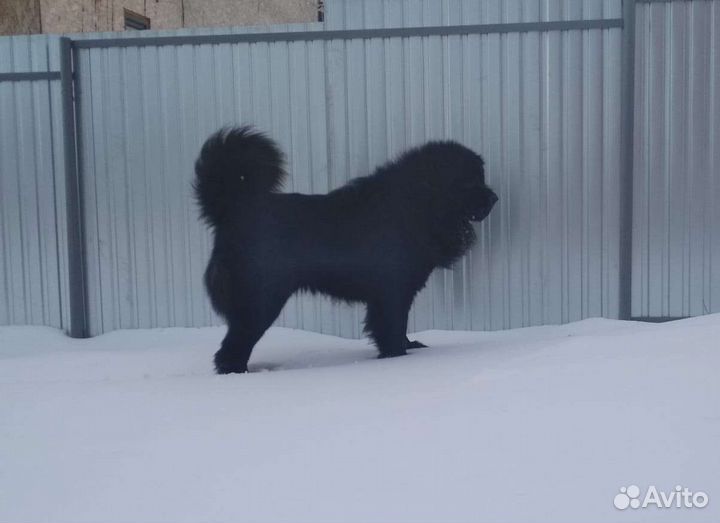 Пристрой собак из питомника