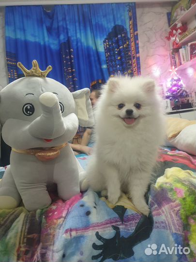 Померанский шпиц вязка кобель