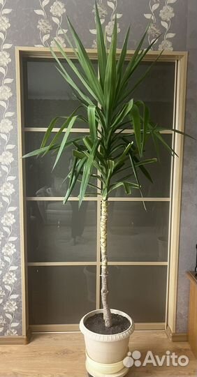 Пальма драцена
