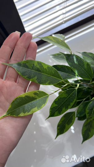 Фикус Регидан