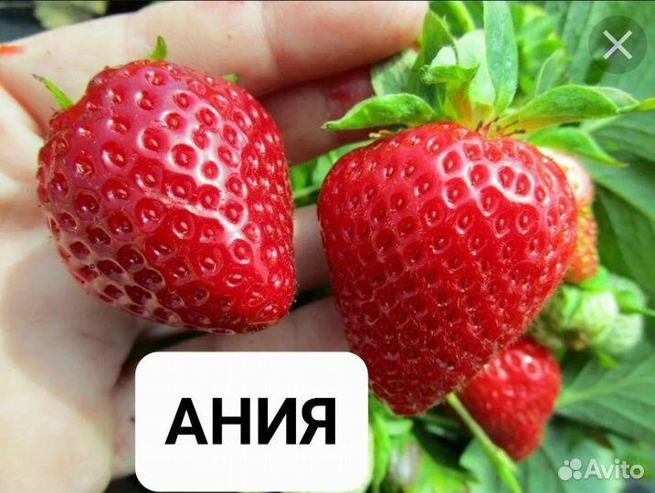 Клубника Ремонтантная Рассада Саженцы