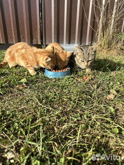 Отдам в добрые руки