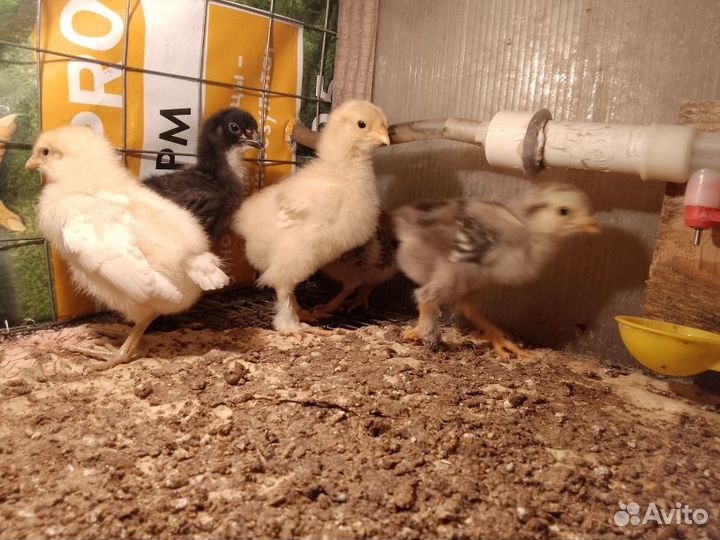 Инкубационное яйцо кур несушек
